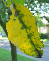 Olive-colored spots and yellowing leaves on crabapple leaves are classic symptoms of apple scab infections.