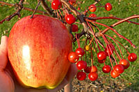 The only real difference between the Gala apple at left and the crabapples at right are the size of the fruit.