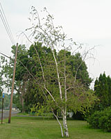 White-barked birch trees infested by bronze birch borers gradually die from the top down.