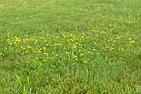 A liquid weedkiller is more effective for treating isolated spots of weeds in a lawn.