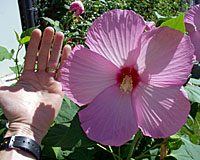 The flowers of hardy hibiscus and their many hybrids are huge!