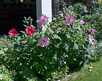 hibiscus hardy