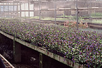 Despite growers producing tens of thousands of leadwort each year, it remains uncommon in Central New York landscapes.