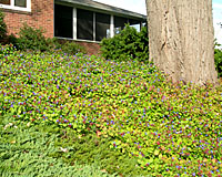 Here leadwort is thriving on a south-facing slope that receives very little water during the growing season.