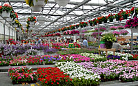 Central New York greenhouses are packed to the roof with tarys, pots and hanging baskets overflowing with colorful annuals in early May!
