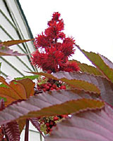 The ripening seed pods of castor bean often turn blood-red!