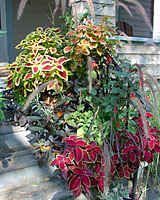 Annual fountaingrass, coleus, fuschia and sweetpotato vine are staples in the containers lining the stairs leading to our front porch.