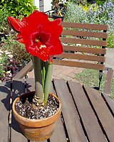 Unless exposed to very warm temperatures, amaryllis bulbs often won't send up flowers until April or even May after colorful annuals have been planted in the garden! 