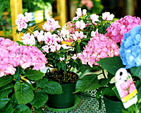 Florist azaleas and hydrangea can be kept for years with proper care. 