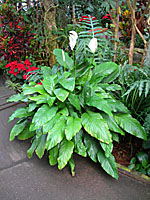 This peace lily in the Lamberton Conservatoy in Rochester is over four feet tall.