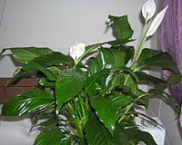Peace lily is one of the most common of all houseplants, but can be difficultto grow well.