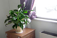 Peace lilies do not grow well near drafty windows and radiators.