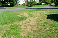 Heavy chinch bug infestations can kill large areas of lawn between mid- and late summer.