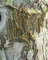 Forest tent caterpillars could be found covering the trunks of trees throughout Central New York during the early summer of 2006.