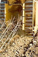 Modified bulldozers lift dormant bare root trees out of the ground and lay them on the soil surface to be collected.