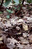 Letting leaves remain in large mulched beds recreates the conditions found on the forest floor.