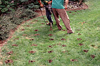 The one to two foot deep vertical mulching holes should be spaced about eighteen inches apart.