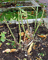 Cut the canes of hybrid tea, floribunda and grandiflora roses back to about eighteen inches in November.
