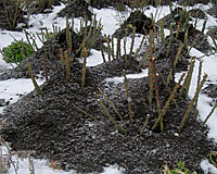 Several shovelfuls of soil or mulch piled over the base of roses will protect bud unions from bitter temperatures.