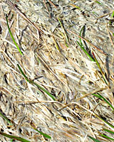 Simply teasing apart the matted grass blades killed by snowmold with gentle upstrokes of a leaf rake is the best strategy for dealing with snowmold damage in early spring.