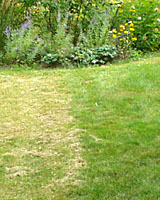 Mowing consistently at three inches, right, always results in a more attractive lawn as compared to mowing at two inches, at left.