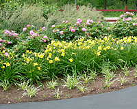 Liriope, foreground, daylilies, middle, and pink-flowering rugosa roses, background, all recover quickly from snowplow damage and make for an excellent alternative to grass along streets and driveways.