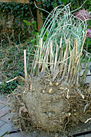 Ornamental grass divisions the size of a volleyball will result in instant impact the first year after transplanting.