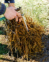 A strong stream of water can remove root pieces and seeds of invasive weeds from the roots of perennial divisions.