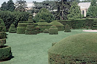The topiary garden at Longwood Gardens offers an example of how formally yews can be pruned.