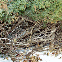 Cut back into the "dead" zone with hedge shears, new growth will never cover the bare stubs at the base of this juniper.