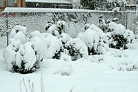 A five cent washer and some wire can help your arborvitae stand up to the heavest late spring snow storms!