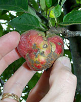 Infestation by apple maggots and coddling moth, as well as infection by apple scab has made this apple unedible.
