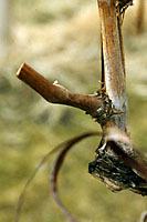 Only a couple of inches long and consisting of only two buds, renewal spurs are the key to fruit production in future years.