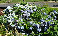 Bigleaf hydrangea can produce stunning blue or pink flowers following mild winters.