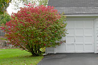 This burning bush is about two-thirds of its potential size.