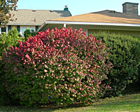 Burning bush as well as many evegreens grow much too large to be used as foundation plantings.