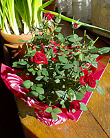 Miniature roses can be grown has potted houseplants if given enough light. 