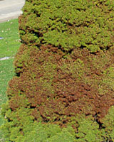 Reddish needles on Alberta spruce in spring were damage by bitter winter cold. New growth in May will hide the damage needles until they drop from the tree. 