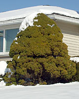 This Alberta spruce is more than ten feet tall and nearly as wide. Clearly, this plant does not remain small over many years.