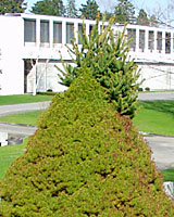 It's not uncommon for Alberta spruce branch to revert to a typical white spruce growth habit. 