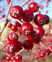 Clusters of bright red chokeberry fruit really stand out against a backdrop of snow, evergreens or tall ornamental grasses from November to February.