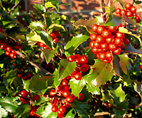 The brilliant red fruit clusters against the shiny evergreen foliage of blue holly makes this a classic landscape shrub.