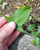 The leaves of field bindweed are generally less than two inches long and have a rounded tip.