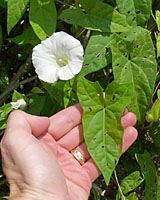 The leaves of hedge bindweed are about four inches long and have a pointed tip. 