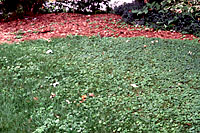 Because of its spreading habit, groundivy can creep out into the edges of lawns from infested landscape beds.