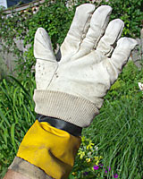 A cotton glove worn over a rubber glove can serve as a weed killer applicator.