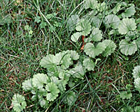 Groundivy is probably the number one weed menace in Central New York lawns.