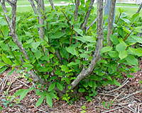 By late spring, many rabbit-damaged shrubs will send up new shoots from buds just below the site of the feeding damage.