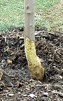 Completely girdled by voles just above the soil surface, this maple tree will not survive more than two or three years.