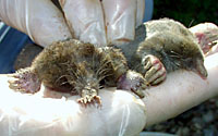 Star-nose, left, and eastern moles are often a nuisance in Central New York lawns.